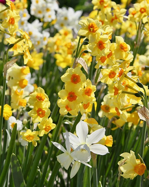 Botanical mix.jpg